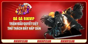 Đá Gà Rikvip - Trận Đấu Quyết Liệt, Thử Thách Đầy Hấp Dẫn