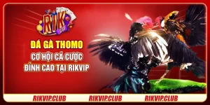 Đá Gà Thomo - Cơ Hội Cá Cược Đỉnh Cao Tại Rikvip