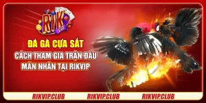 Đá Gà Cựa Sắt - Cách Tham Gia Trận Đấu Mãn Nhãn Tại Rikvip