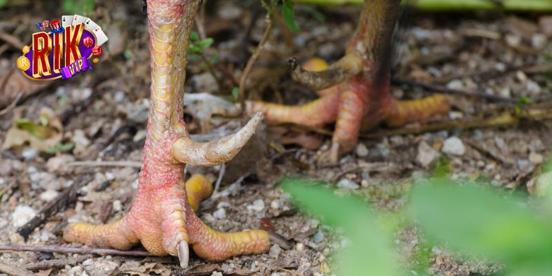 Đá gà cựa sắt dũng mãnh